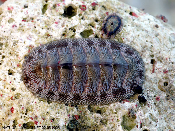 Chiton tuberculatus